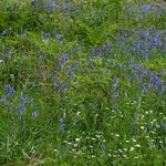 Bluebells