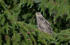 Common Buzzard