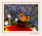 Vanessa cardui 3