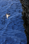 Guillemot approaches cliff, Flamborough Head, Yorkshire
