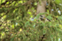 Yellow-rumped Warbler, Brooks Falls, Katmai NP, Alaska