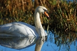 Mute Swan