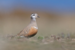 Dotterel - Charadrius morinellus
