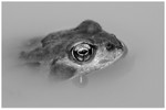 Rana Temporaria
