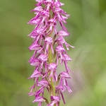 Orchis x bergonii = Orchis anthropophorum x Orchis.simia hybrid