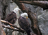 Bald Eagles