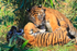 Two Sumatran Tiger cubs playing at the Big Cat Sanctuary