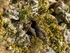 Razorbill