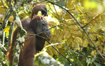 Danum valley