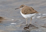 Common Sandpiper