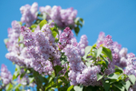 28th April Lilac Blue