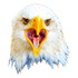 bald eagle Haliaeetus leucocephalus-745