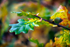 Oak leaf in Autumn