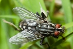 Flesh Fly