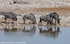 Blue wildebeests