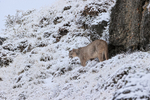 Puma looks down snowy slope, Torres del Paine, Chile