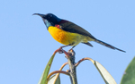 Green-tailed Sunbird