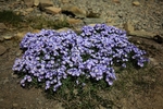 Boreal jacob's ladder 7306