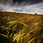 Crop Of Gold