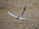 Black-headed Gull