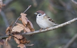 Tree Sparrow