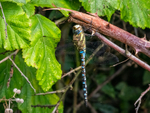 Migrant Hawker