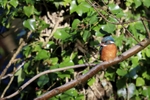 Feathered Jewel