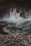 Gannet art