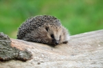 Hedgehog