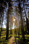 Achray Forest