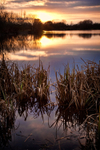 Lake Reeds at Sunset