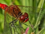 Ruddy Darter