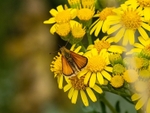 Essex Skipper