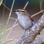 Brown-crowned Tchagra portfolio