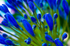Flower - 5244