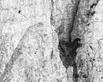 Bird in Flight, Beachy Head