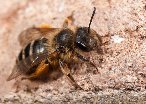 [i]Andrena flavipes[/i] female resting on a wall. Cubbington Church, Warwickshire. April 20th 2012.