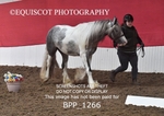 BPP_1266