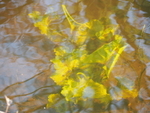 P42003620713