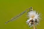 Female Azure Damselfly