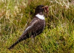 Ring Ouzel 1