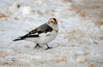 Snow Bunting