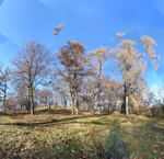 November 2019 - Arnold Arb - Title: The Larch Brothers
