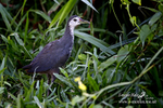 White Breasted Moorhen 030115