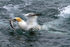 Gannet 8