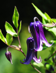 Hairy Clematis