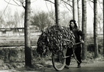 The tobacco carrier