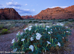 Night Trumpets and Red Rocks