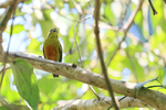 Spot-crowned Euphonia (female) front view, Osa Peninsula, Costa Rica