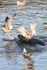 MMP005: Grey Seal